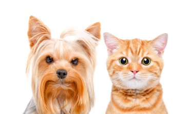 Şirin Yorkshire Teriyeri ve İskoç Heteroseksüel kedi portresi. Yakın plan, beyaz arka plan izole edilmiş.