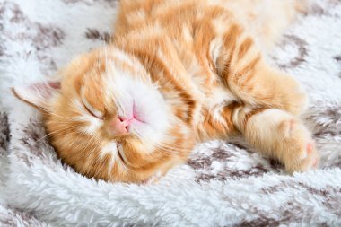 Yatakta uyuyan sevimli küçük bir kedi yavrusunun portresi.