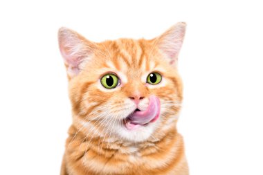 Komik kırmızı bir İskoç kedinin portresi Dudaklarını yalıyor, yakından, beyaz bir arka planda izole edilmiş