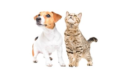 Meraklı Jack Russell Terrier yavrusu ve İskoç Heteroseksüel bir kedi birlikte oturuyor, yukarı bakıyor, beyaz arka planda izole edilmiş.