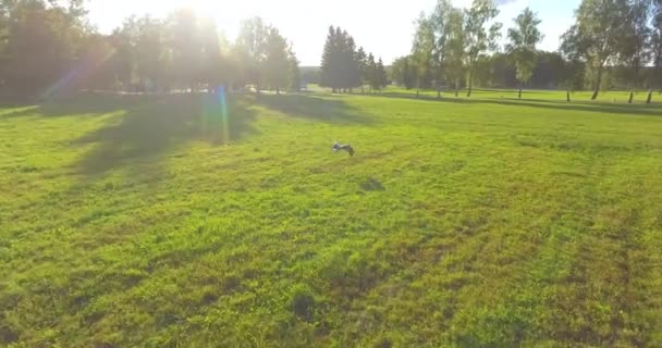 Persecución Una Cigüeña Vuelo Sobre Fondo Campo Verde — Vídeos de Stock