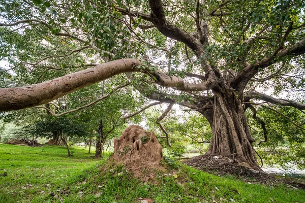 大蚂蚁在树之下 斯里兰卡 — 图库照片