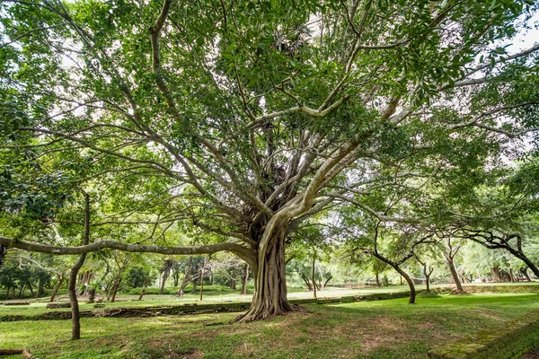 Velký Rozlehlý Strom Léto — Stock fotografie