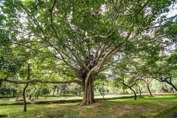 Büyük Yayılan Ağaç Yaz — Stok fotoğraf