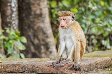 Küçük maymun parapetin üzerinde Sri Lanka oturur