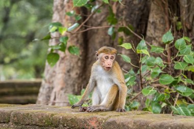 Küçük maymun parapetin üzerinde Sri Lanka oturur