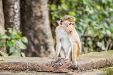 Küçük maymun parapetin üzerinde Sri Lanka oturur