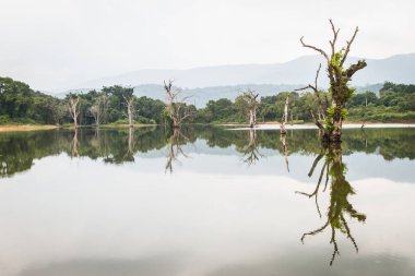 Muhteşem manzara. Ağaçlar su ve yansımaları. Sri Lanka. Central Province