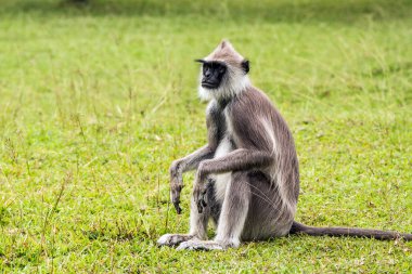 Maymun parapetin üzerinde Sri Lanka oturur