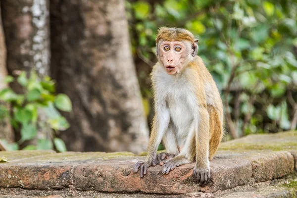 Küçük maymun parapetin üzerinde Sri Lanka oturur