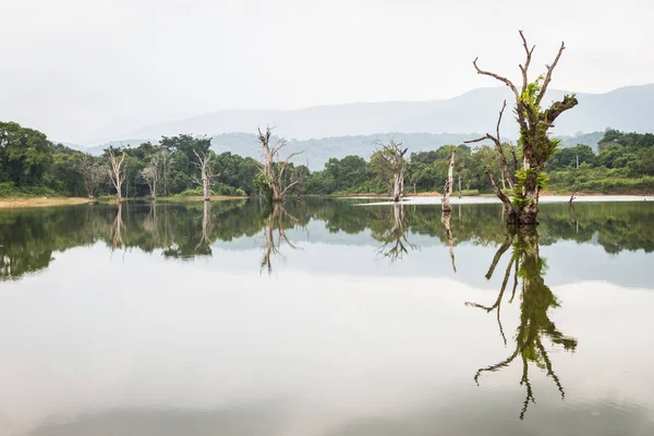Muhteşem manzara. Ağaçlar su ve yansımaları. Sri Lanka. Central Province