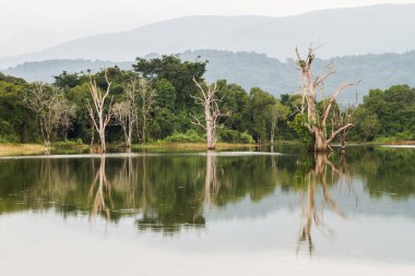 Muhteşem manzara. Ağaçlar su ve yansımaları. Sri Lanka. Central Province