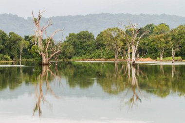 Muhteşem manzara. Ağaçlar su ve yansımaları. Sri Lanka. Central Province