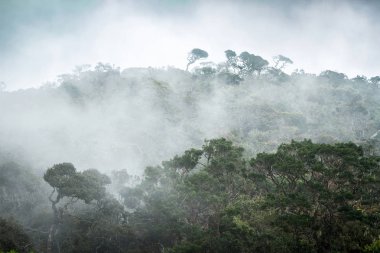 Bulutlar ormanda. Muhteşem manzara. Sri Lanka. Horton Plains Milli Parkı. Ağaçta sis