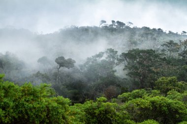 Bulutlar ormanda. Muhteşem manzara. Sri Lanka. Horton Plains Milli Parkı. Ağaçta sis