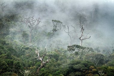 Bulutlar ormanda. Muhteşem manzara. Sri Lanka. Horton Plains Milli Parkı. Siste kuru odun