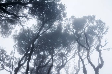 Bulutlar ormanda. Muhteşem manzara. Sri Lanka. Horton Plains Milli Parkı. Muhteşem manzarası