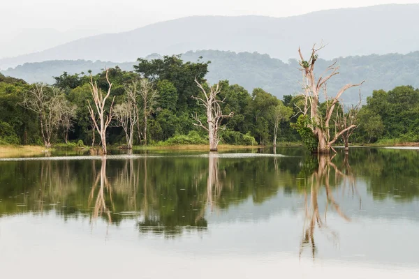 Muhteşem manzara. Ağaçlar su ve yansımaları. Sri Lanka. Central Province