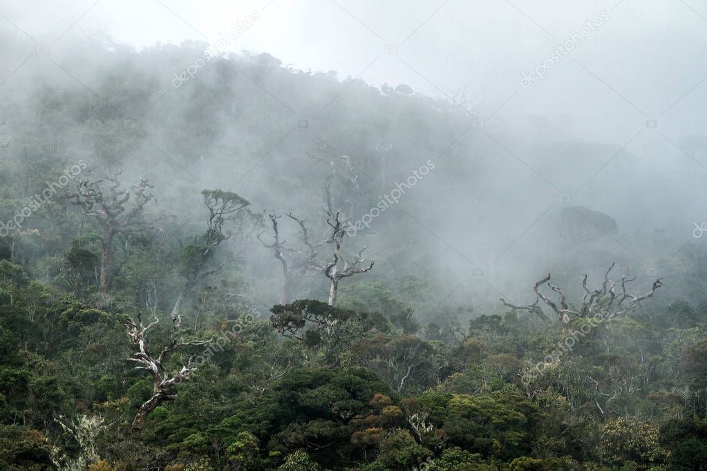 Jungle in the clouds. Amazing landscape. Sri Lanka. Horton Plains National Park. Dry wood in the fog