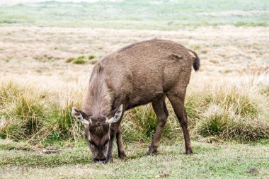 Genç vahşi geyik için yiyecek arıyor. Horton Plains Milli Parkı. Sri Lanka