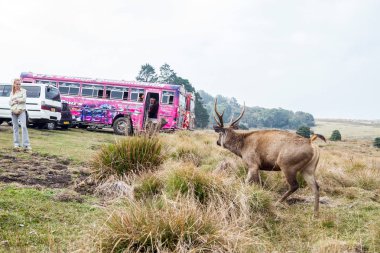 2018/01/28 kişi ve doğa. Yemek için turistler için vahşi geyik geldi. Horton Plains Milli Parkı. Sri Lanka