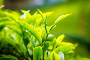 Yaprak çay bir çiftlikte bir çay, Seylan, Sri Lanka
