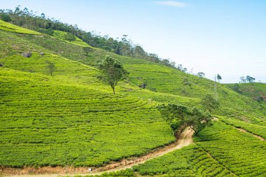 Büyük yeşil çay plantasyon tepede, Seylan, Sri Lanka