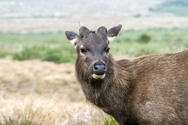 Wilde Herten Natuur Horton Plains National Park Sri Lanka — Stockfoto