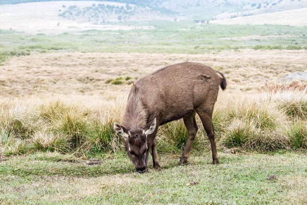 Jonge Wilde Herten Zoek Naar Voedsel Horton Plains National Park — Stockfoto