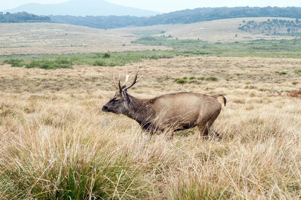 Wilde Herten Natuur Horton Plains National Park Sri Lanka — Stockfoto