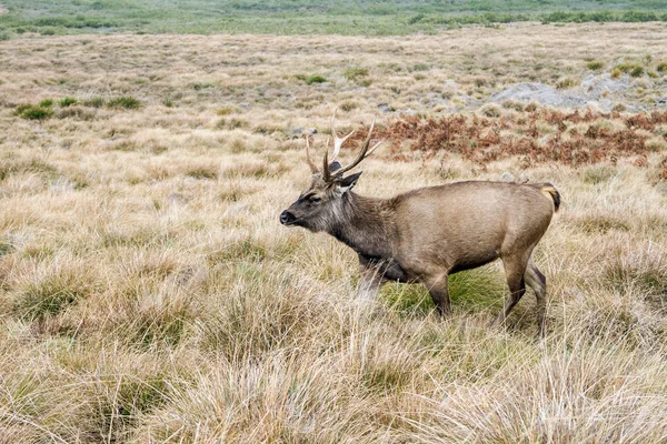 Wilde Herten Natuur Horton Plains National Park Sri Lanka — Stockfoto