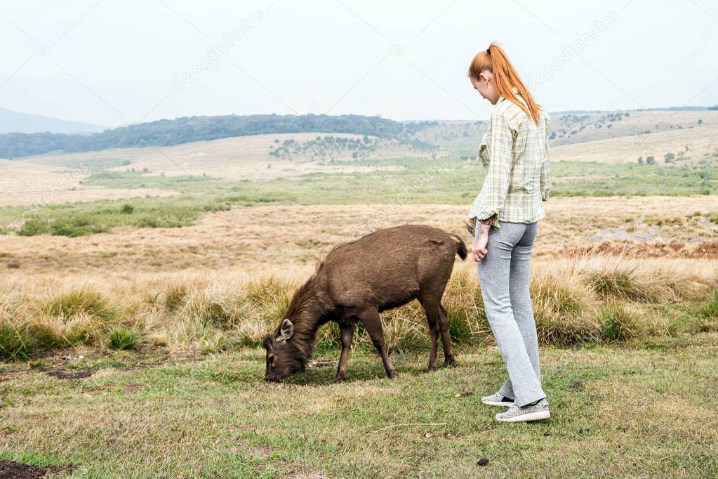 The girl looks at the Young wild deer is looking for food. Horton Plains National Park. Sri Lanka