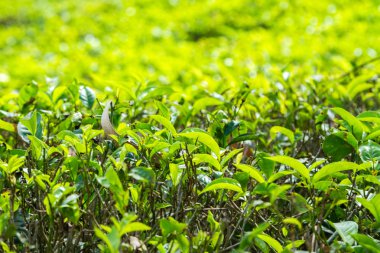 Çay plantasyon yakınındaki Nuwara Eliya, Seylan, Sri Lanka