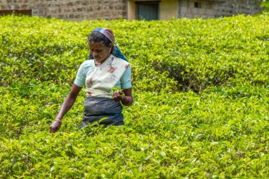 2018/01/29, Nuwara Eliya, Sri Lanka. Çay çay plantasyon adlı toplama üstünde belgili tanımlık tepe, Seylan, Sri Lanka