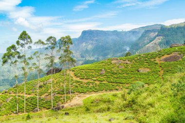 Büyük çay plantasyon üzerinde tepe, Ceylon, manzara, Sri Lanka