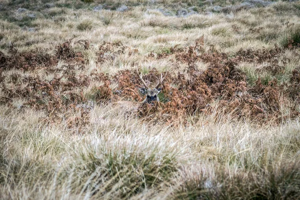 Cerfs Sauvages Cachés Dans Herbe Animaux Dans Nature Parc National — Photo