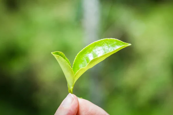 Feuille Thé Main Sur Une Plantation Thé Ceylan Sri Lanka — Photo