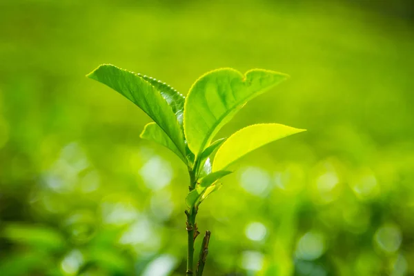 Feuille Thé Sur Une Plantation Thé Ceylan Sri Lanka — Photo