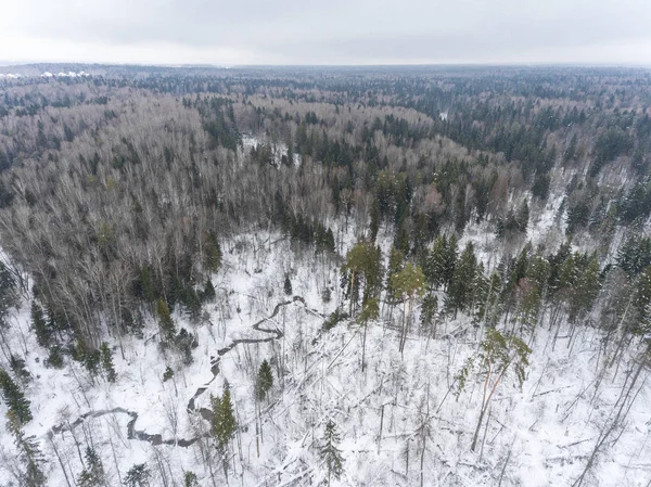 Foresta Invernale Volare Sul Fiume Nella Foresta Innevata Invernale — Foto Stock