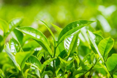 Yaprak çay bir çiftlikte bir çay, Seylan, Sri Lanka