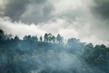 Adam's Peak. En baştan görüntüleyin. Dağ manzarası. Sri Lanka