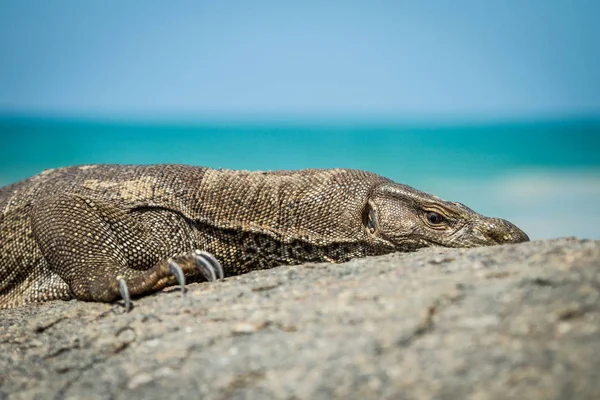 Varan sauvage sur les rochers au bord de l'océan — Photo