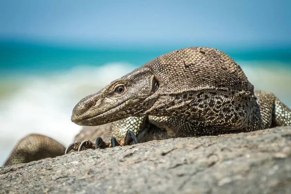 Varan sauvage sur les rochers au bord de l'océan — Photo