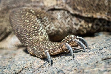 Taşlar üzerinde vahşi bir varan pençeleri ile Pençe