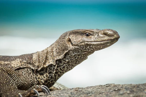 Varan sauvage sur les rochers au bord de l'océan — Photo