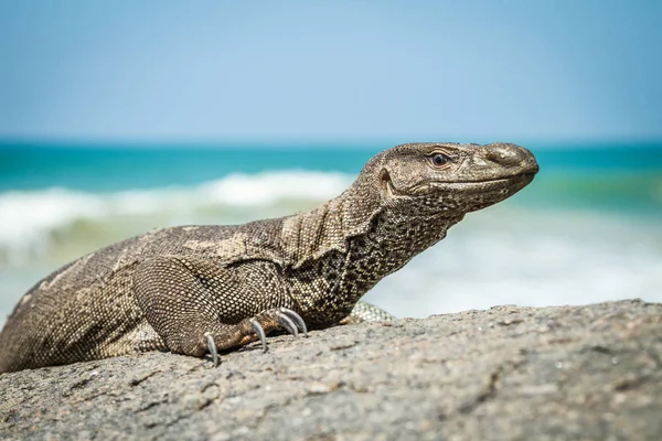 Vild varan på klipporna vid havet — Stockfoto