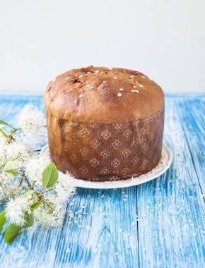  geleneksel İtalyan pannetone kek üzümlü mavi backgro üzerinde