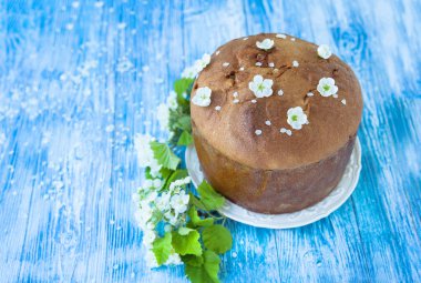  geleneksel İtalyan pannetone kek üzümlü mavi backgro üzerinde