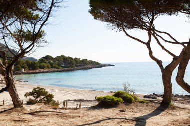 Sandy alanı çam ve dunes Cala Agulla sahilde