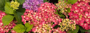 Güzel çiçek açan ortanca bitki bir bahçe.